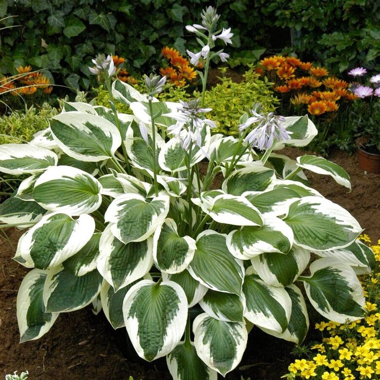 Hostas "MINUTE MAN" 4 stādi